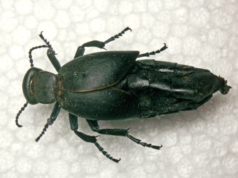 Meloe hungarus Schrank, 1776